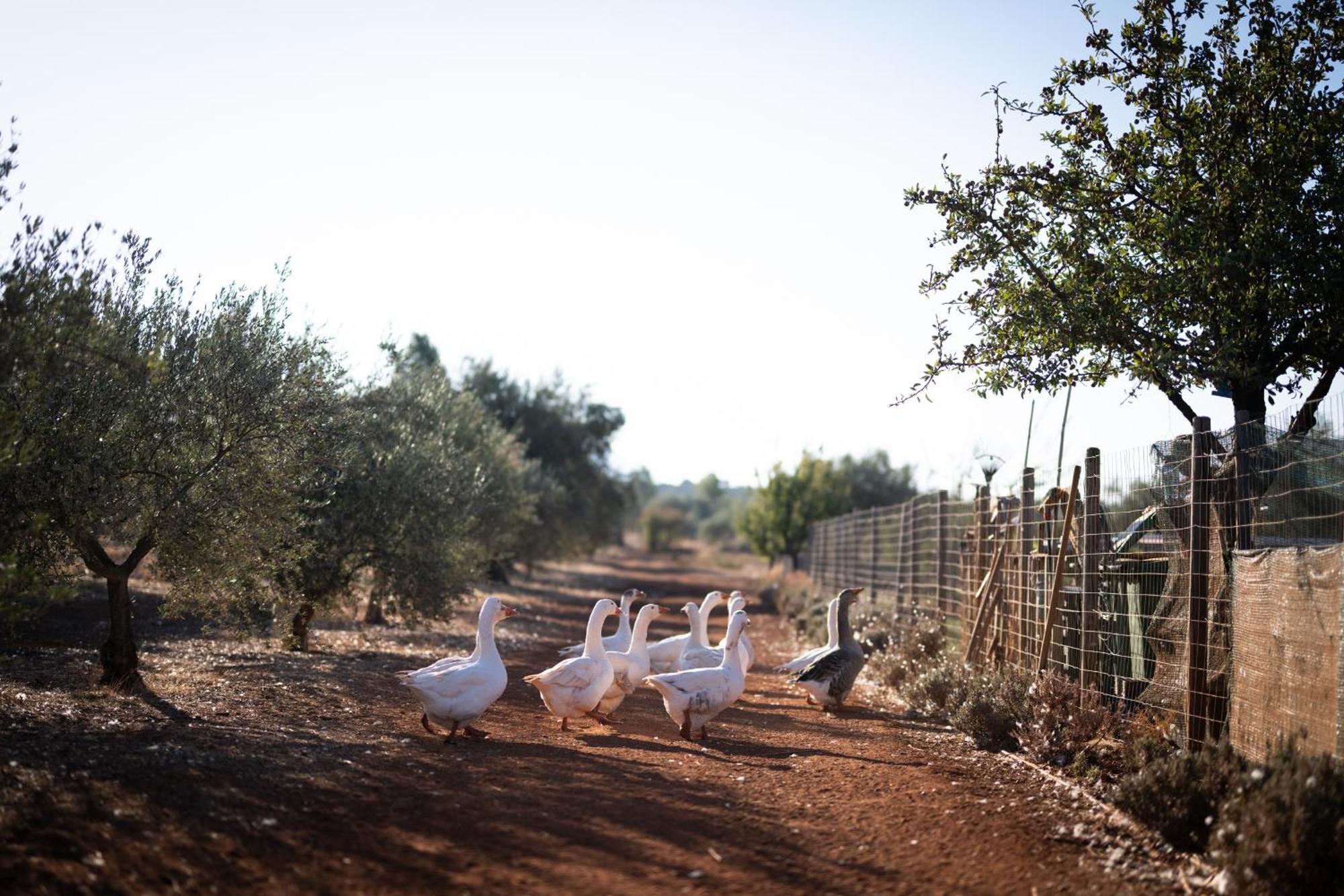 Hotel Eumelia Organic Agrotourism Farm Goúvai Exteriér fotografie